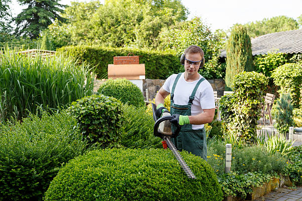 Best Lawn Renovation and Restoration  in USA